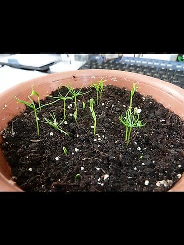 Дом и сад: Семена голубой ели (ель колючая, Picea pungens, формы Blue/Glauca) В — 7