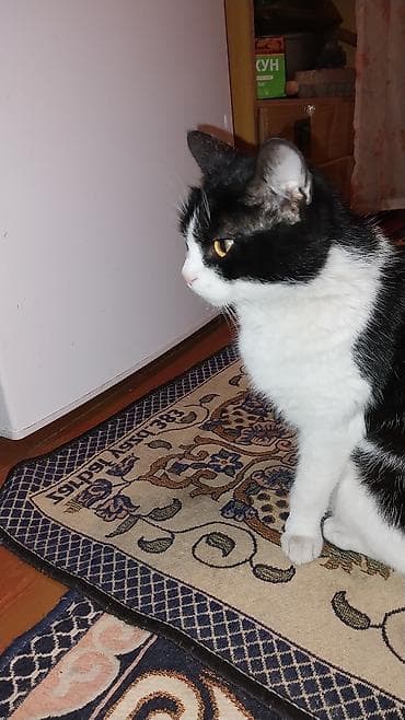 котята: Котята домашние отдам хорошие руки бесплатно. с доставкой. - — 5