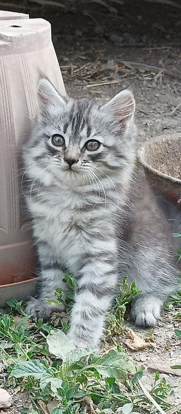 Животные: Котята - Возраст: 2 месяца (родились 15 апреля). - Окрас: - — 2