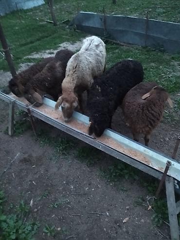 брама черный: Продаю | Овца (самка) | Для разведения | Матка — 3