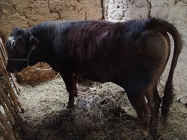коровы сементал: Продаю | Бык (самец) | На откорм | Племенные — 1