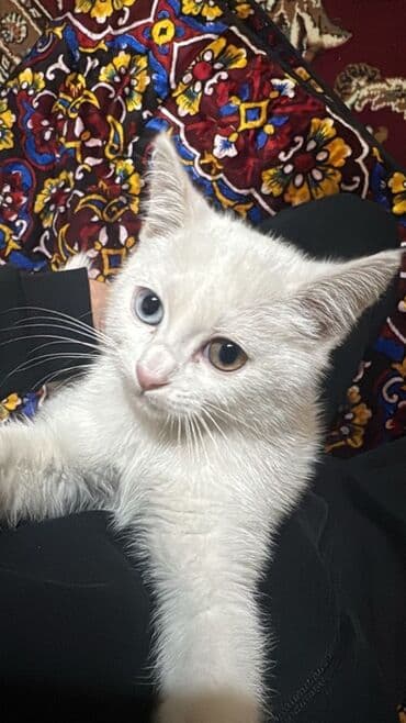 показы 1 354 72 договорная кошка даром британская короткошёрстная 1 год мальчик метис 2 позвонить написать: Ангорская, 2 месяца, Девочка, Белый — 2