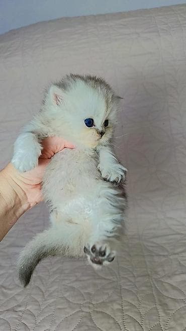 карлик сибрайт: К раннему бронированию шотландские котята мальчики. Хайленд и гладко — 1