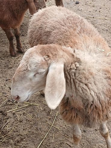 маленькие кролики: Продаю | Ягненок | Арашан | Для разведения | Племенные — 9