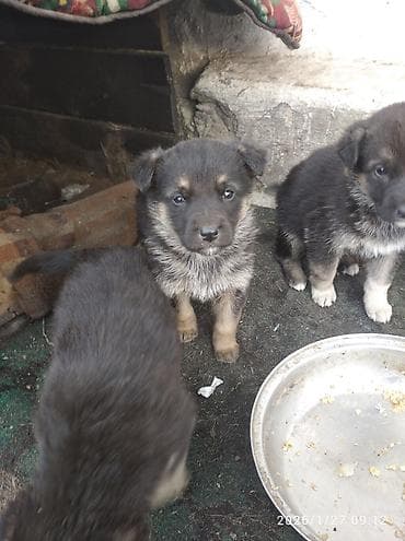 Немецкая овчарка, 1 месяц, Самка