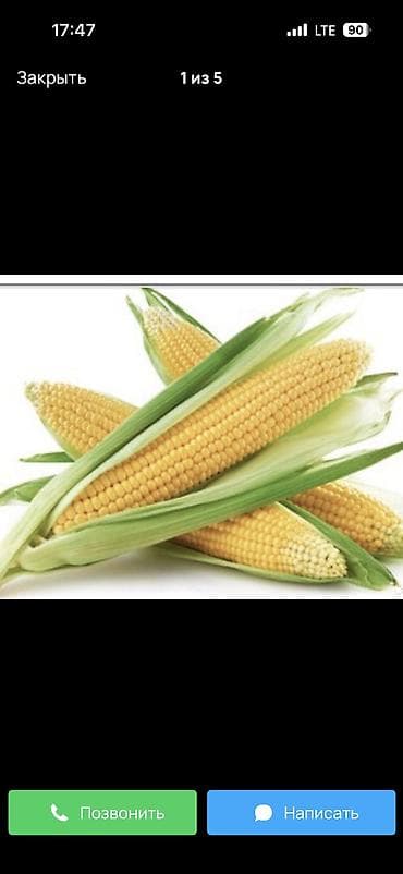 удобрения карбамид: Продаю кукурузу в початках! Сухой очень хорошо высушили Сорт Моями — 2