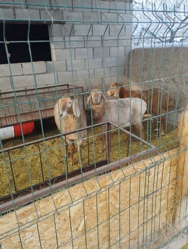 ит аттар: Продаю | Ягненок | Арашан | Для разведения | Ярка — 3
