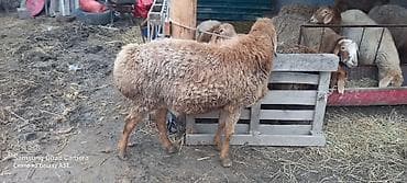 сельскохозяйственные животные продажа: Продаю | Баран (самец) — 2