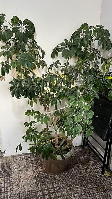 стулья в караколе: Стул для кафе, ресторанов, Железо, цвет - Коричневый — 10