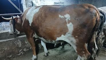 продаю телка: Продаю | Корова (самка) | Симментальская | Для разведения | Привязанные — 1