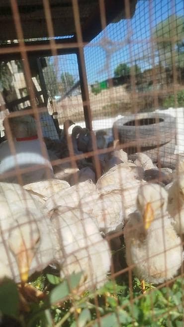 куры домашние цена: Баасы 200сом 1 айлыктар жумуртка эт багытында Алам дегендер келгиле — 1