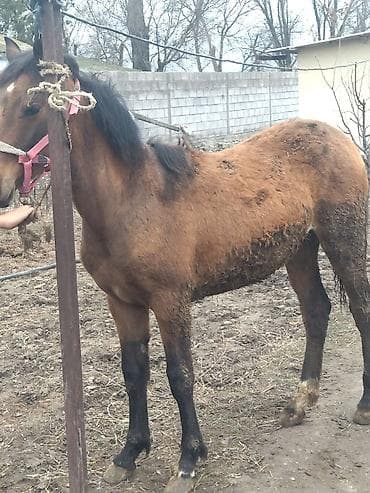 жожо дакан: Продаю | Жеребенок | Полукровка — 4