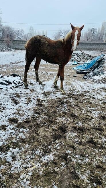 Продаю | Жеребенок | Кара Жорго | Конный спорт