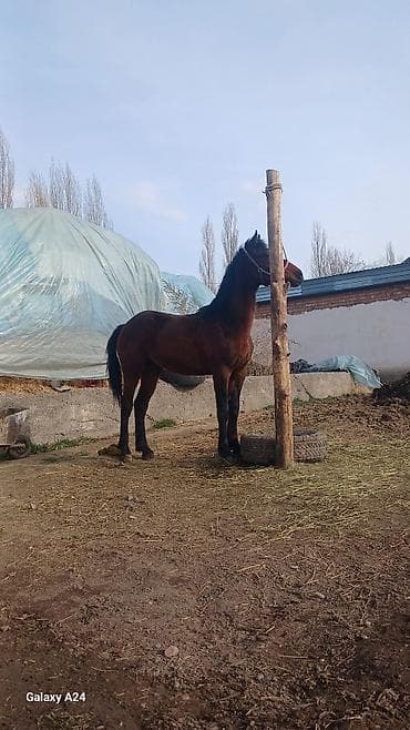 шивис уйлар: Продаю | Кобыла (самка), Конь (самец), Жеребец | Полукровка, Английская | Рабочий — 4