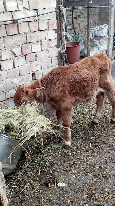 улуу тоо: Сатам | Бука (эркек) — 5