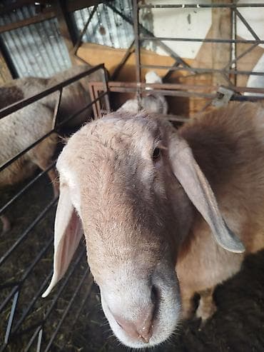 кучук овчарка: Продаю | Баран (самец) | Арашан | Для разведения | Племенные, Осеменитель — 6