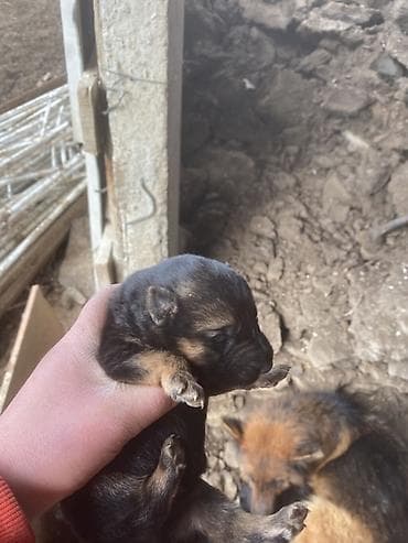 Ветеринар кызматы: Щенки немецкой овчарки 2самец 2 самки - Порода: немецкая овчарка — 1