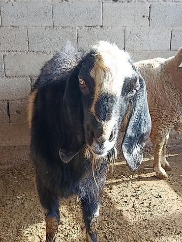 Продаю | Козёл (самец) | Для разведения | Осеменитель