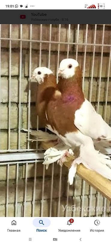 где купить курей: Куплю 3 голубки — 1