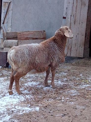 Продаю | Ягненок | Арашан | На забой