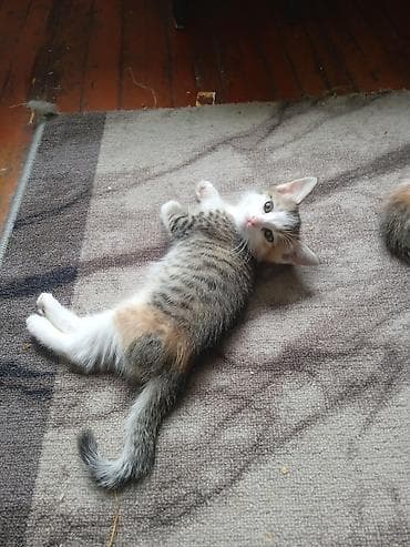 котята простые: Отдам в хорошие любящие руки 2 месячных котят 2 девочки и один — 3