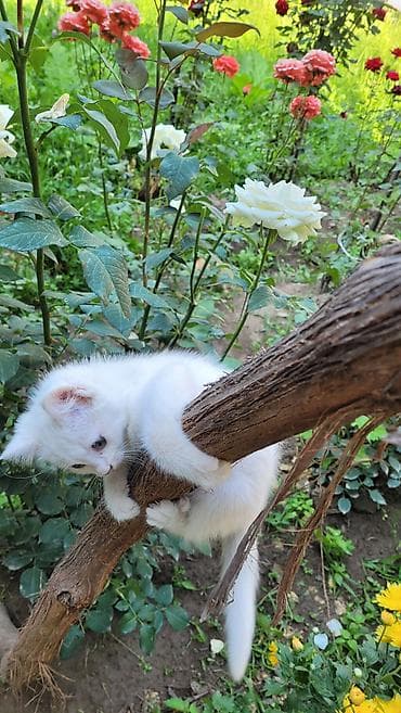 Үй жаныбарлары: Ангор, 3 айлык, Ургаачы, Ак — 3