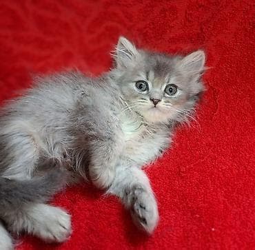 груминг кошек: Скотиш Страйт (Шотландская прямоухая), 2 месяца, Мальчик, Приучена к лотку, Проглистована — 10