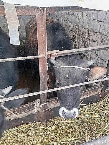 Другие животные: Продаю | Бык (самец) | На откорм | Привязанные — 1