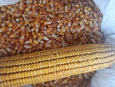 Кукуруза В розницу, Платная доставка at lalafo.kg Кукуруза В розницу, Платная доставка