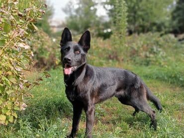 немецкая овчарка собака: Ит бекер берилет: Немис овчаркасы, 8 айлык, Эркек, Эмделген — 11