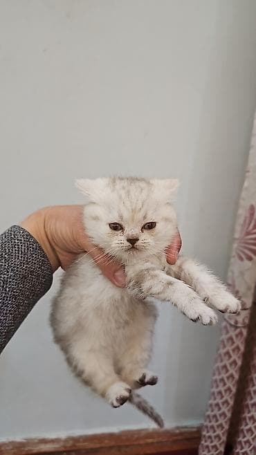 Мышыктар сатылат 3 даана