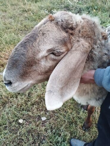 переноска животных: Продаю | Овца (самка) — 2