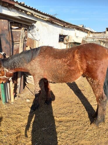 собака долматинец: Продаю | Конь (самец) | Рабочий | Племенные — 1