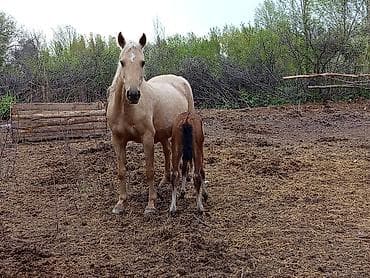 кошка белая: Продаю | Кобыла (самка) | Для разведения | Племенные — 3