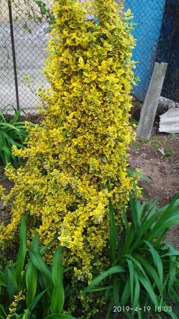 Бересклет, ползучий кустарник, прикрепляя его на опору можно легко at lalafo.kg Бересклет, ползучий кустарник, прикрепляя его на опору можно легко