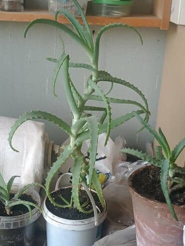 растения для аквариума: Растение в горшке — идеальный выбор для тех, кто ищет неприхотливое и — 5