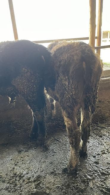 девушки талас: Продаю | Бык (самец) | На откорм, Для разведения — 6