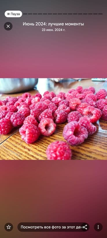 malina.kg продажа малины оптом в бишкеке новопокровка фото: Малина — 2