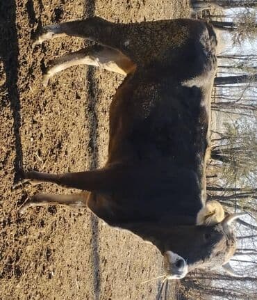 животные домашние: Продаю | Корова (самка) | Для молока | Племенные — 2