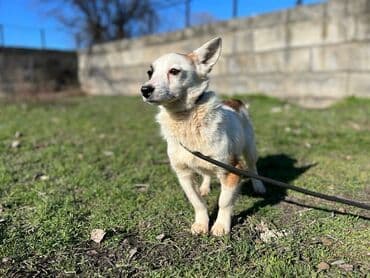 стрижка собак на дому недорого: Ищем дом для молодой стерилизованной девочки. Привита. Привезём сами — 2