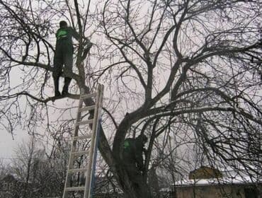 мини леса: Обрезка Плодовых 
Обрезка Хвойных
Делаем Качественно
+Обработка — 2