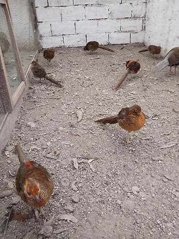 купить поросят: Продам молодых золотых фазанов — 3