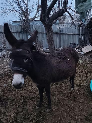 поилка для кроликов: Осёл (темно-каштановый, короткая густая шерсть) - Спокойный рабочий — 3