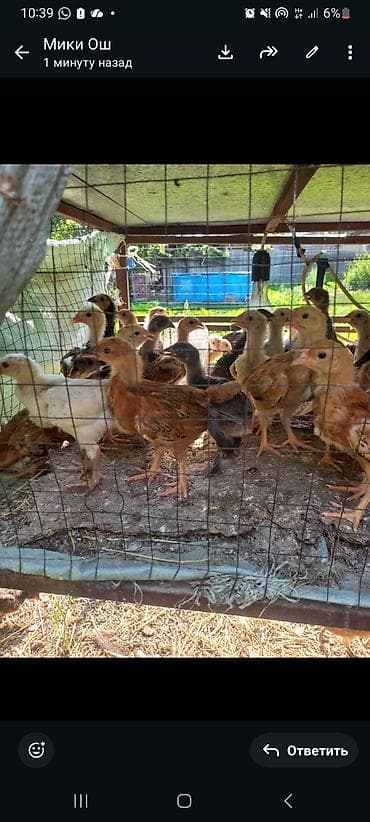 перья птиц: Продаю | Цыплята | Домашняя | Для разведения — 1