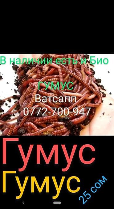 корга: Калифорния солжылан сатылат баасы 50 сомдон Бир килодо болжол менен — 1