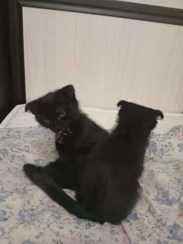 шотландская кошка скоттиш страйт: Отдам в хорошие руки два Котенка Черные котята с плюшевой шерсткой и — 4