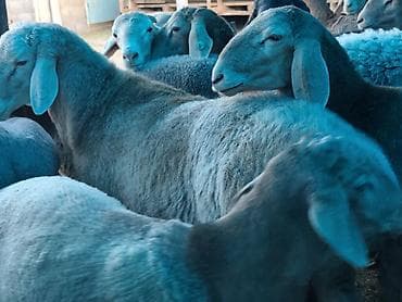 кошка сфинкс с шерстью: Продаю | Баран (самец) | На забой — 2