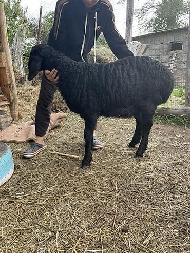 монбельярд цена: Продаю | Овца (самка), Ягненок | Арашан | Для разведения | Племенные, Ярка — 5