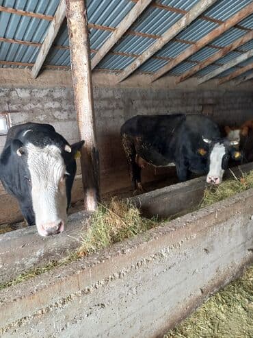 лампочки для аквариума: Продаю | Бык (самец) | Полукровка | На откорм | Привязанные — 1