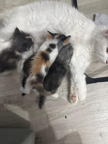 кокон гляс: Отдаю котят в добрый руки! Пишите — 5